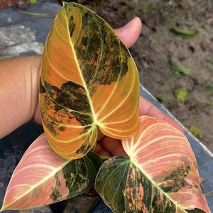 May include: Close-up of colorful Philodendron leaves. The leaves display a mix of orange, green, and pink hues. The leaves are held in a hand, showcasing their unique patterns and textures. The plant's foliage is a vibrant display of nature's artistry.