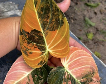 Filodendro Melanochrysum Naranja Abigarrado, Esqueje de Nudo con Raíces de Hoja Única, Jardinería de Plantas Raras para Interior y Exterior