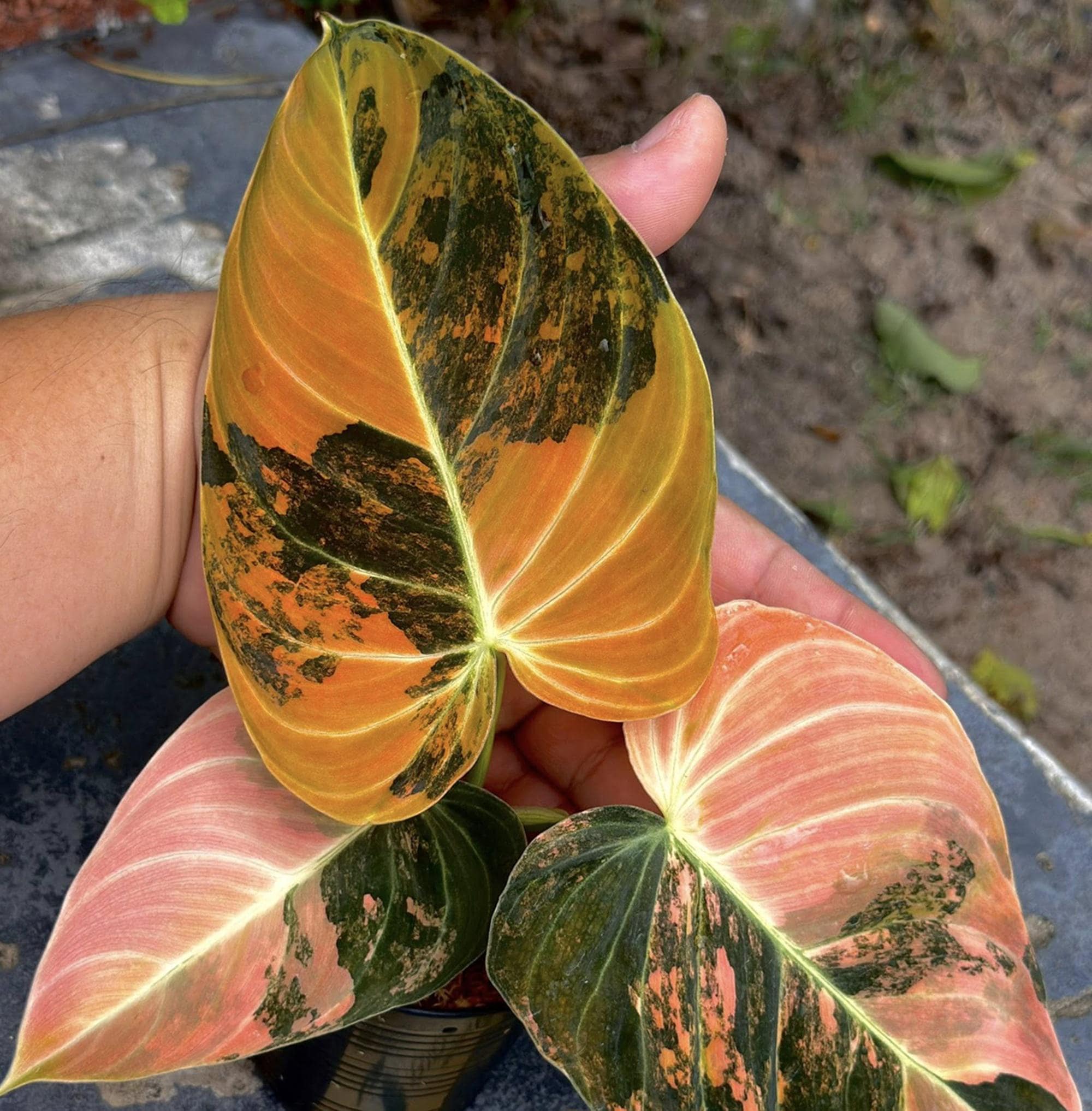 Musa florida variegated - Etsy 日本