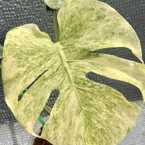 Monstera Legacy Variegated One Leaf Rooted Node Cutting Indoor Outdoor Rare Plant