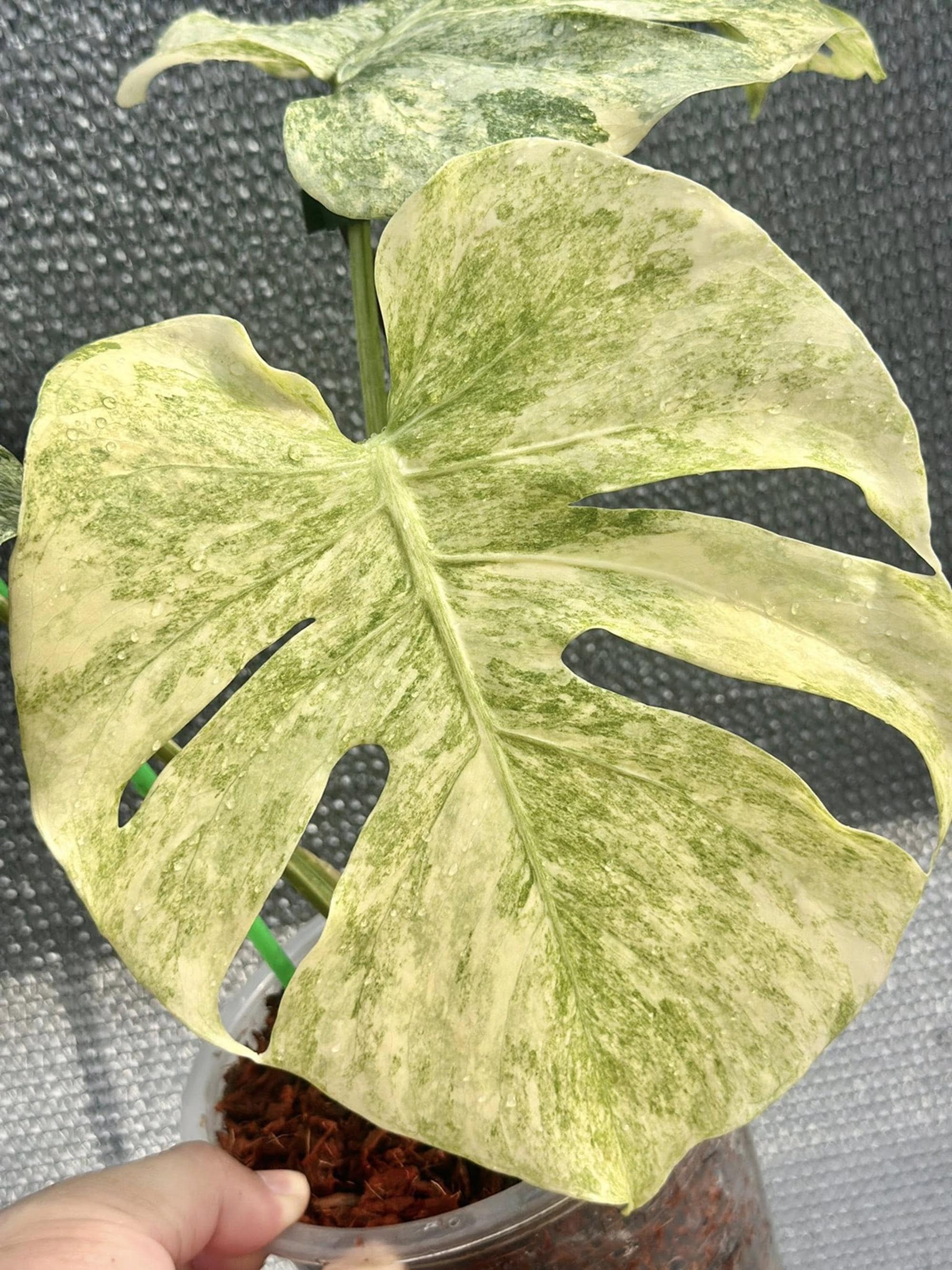 Monstera legacy - Etsy 日本
