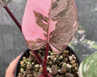 Esqueje de filodendro Pink Princess variegado (Certificado fitosanitario)