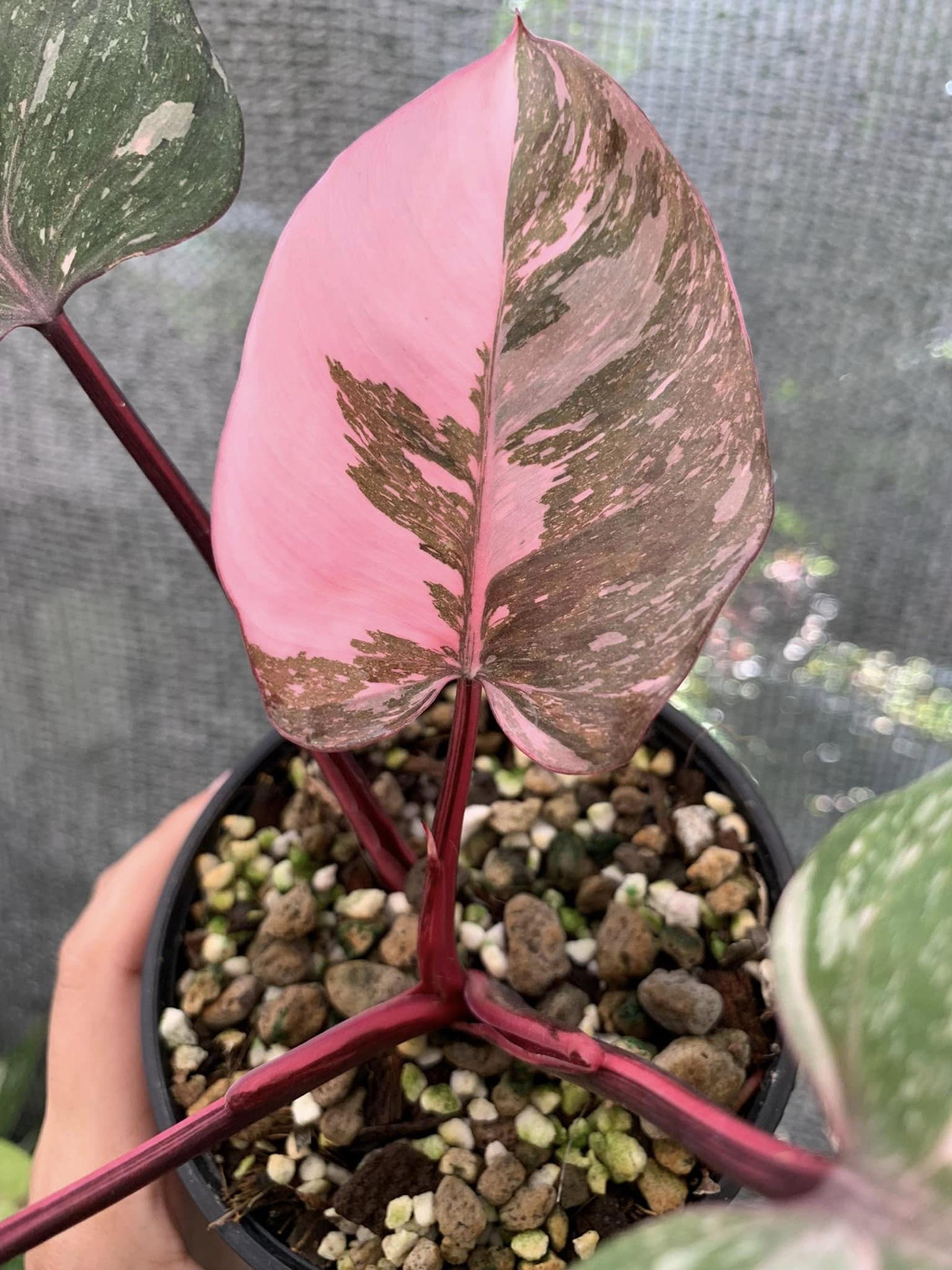 Pink princess monstera - Etsy Schweiz