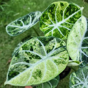 Variegated alocasia melo - Etsy 日本