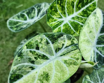 Alocasia Ninja Splash, bulbos abigarrados, plantas raras, jardinería interior y exterior.