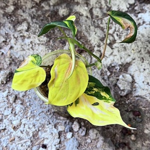 Filodendro Micans Aurea Variegado com Nó Enraizado - Planta Rara para Jardinagem em Ambientes Internos e Externos