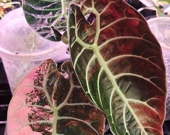 Alocasia Watsoniana rosa Pflanzung Corms Indoor Outdoor Gartenarbeit