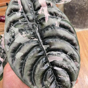 May include: Close-up of a large, textured leaf with a striking pattern. The leaf is primarily dark green with patches of light pink and white. The leaf's veins are clearly visible, adding to its intricate design. The plant appears to be a tropical species.