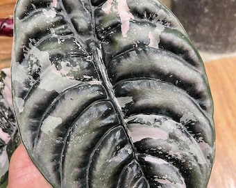 Alocasia Cuprea Rozebont zeldzaam plantenknollen Binnen Buiten Planten Tuinieren