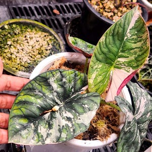 Alocasia nebula - Etsy 日本