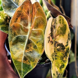 Alocasia stingray variegated - Etsy 日本