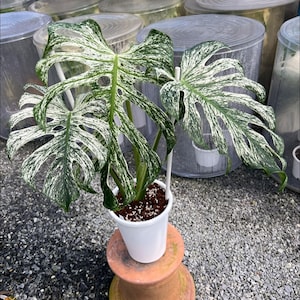 Monstera Devil Monster panaché à une feuille enracinée nœud coupant intérieur extérieur plante rare