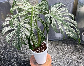 Monstera Devil Monster panaché à une feuille enracinée nœud coupant intérieur extérieur plante rare