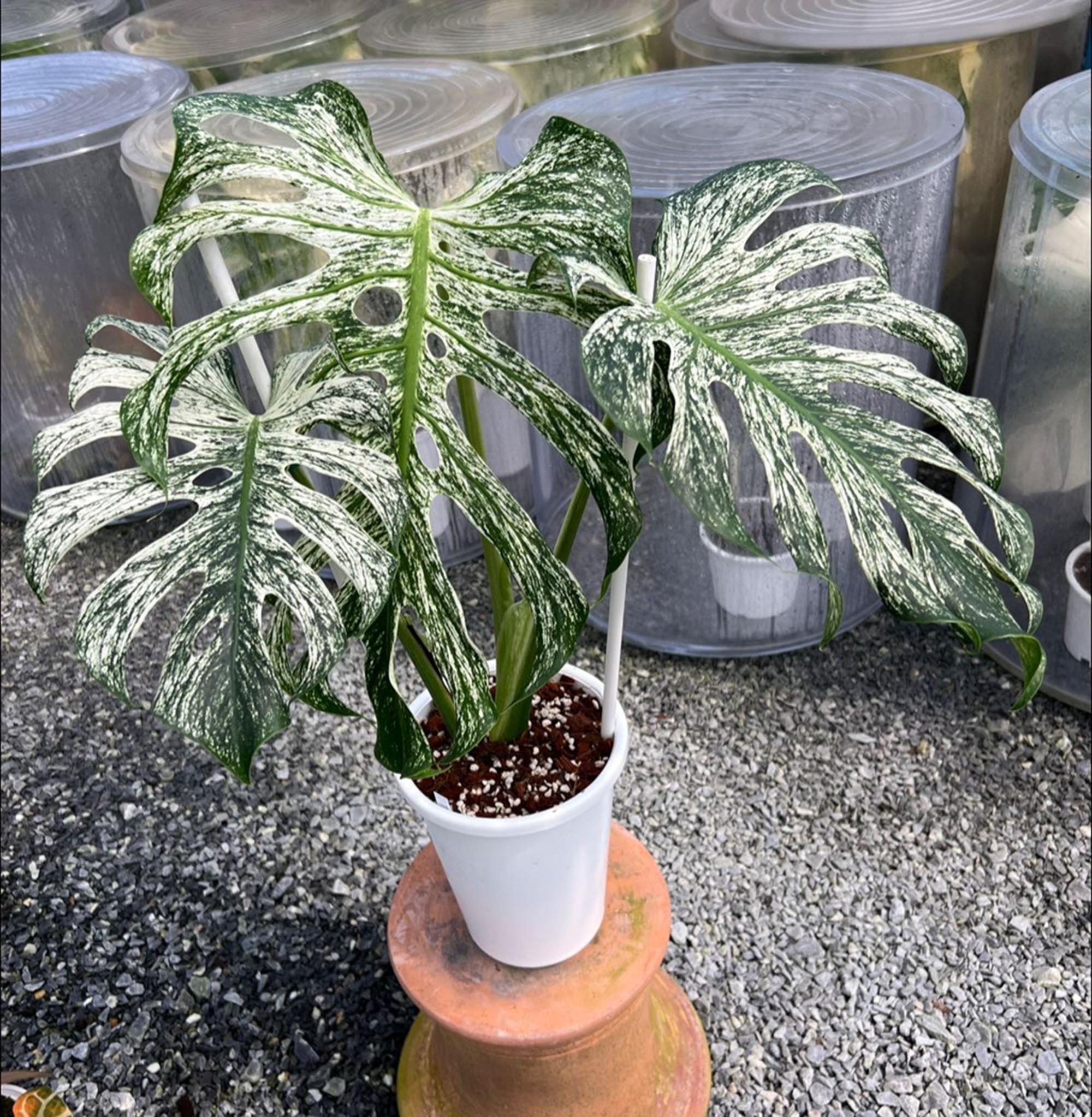 Monstera devil monster - Etsy 日本