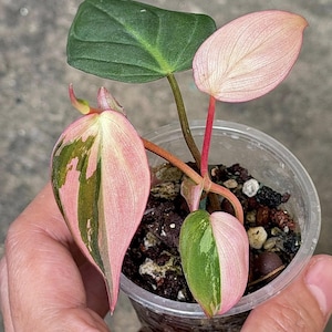 Philodendron Pink Micans Bont enkelbladig geworteld knoopstekje Binnenshuis Tuinieren met zeldzame planten