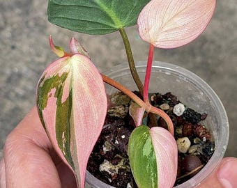 Philodendron Pink Micans Variegated Single Leaf Rooted Node Schneiden Indoor Outdoor Seltene Pflanze Gartenarbeit