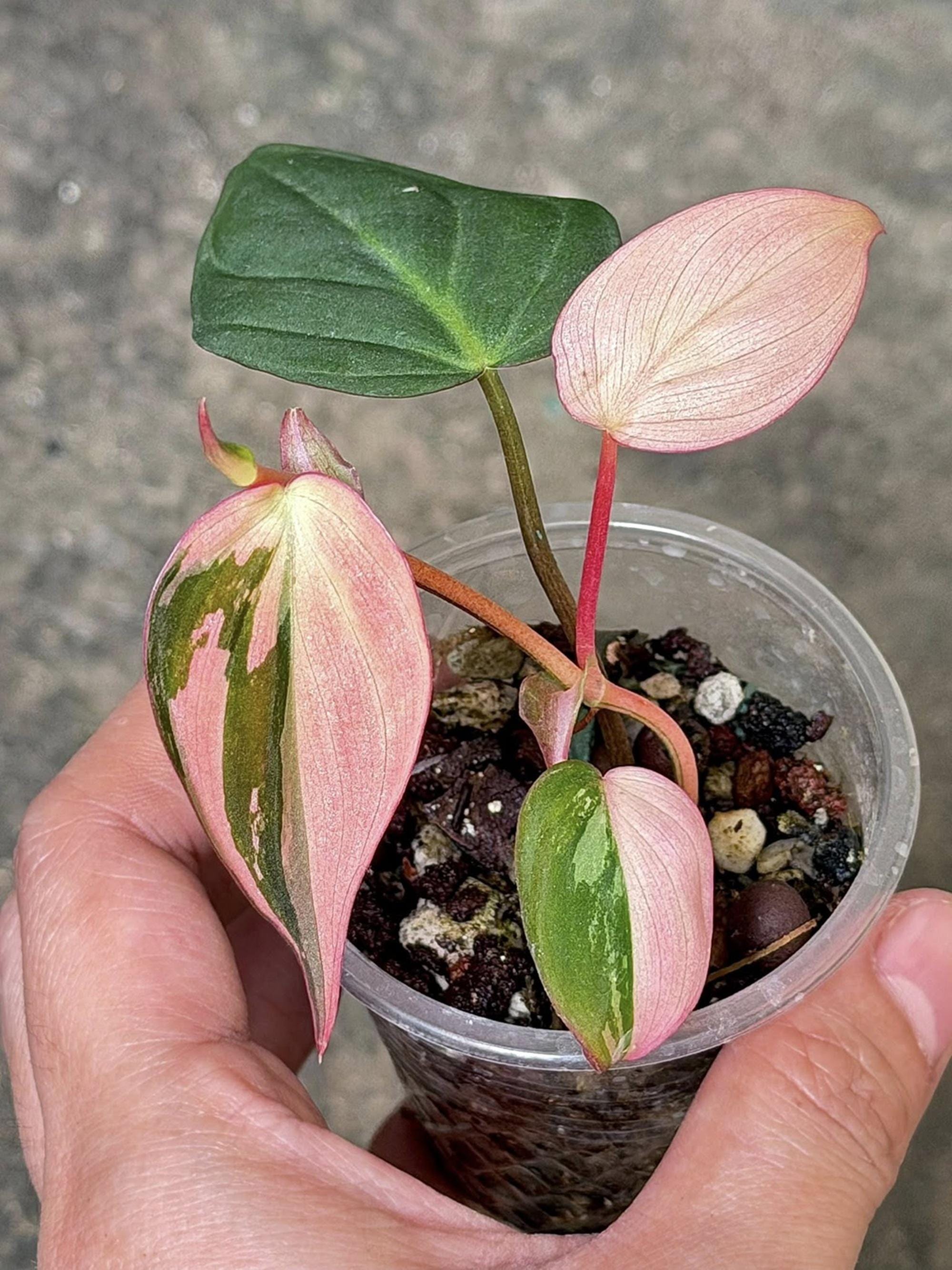 Florida beauty variegated philodendron - Etsy 日本