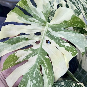 Monstera Creme Brulee Variegated One Leaf Rooted Node Cutting Indoor Outdoor Rare Plant