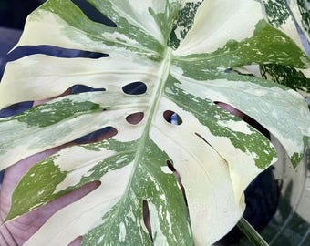 Monstera Creme Brulee Variegated One Leaf Rooted Node Cutting Indoor Outdoor Rare Plant