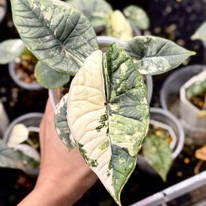 アロカシア プラチナム ビスマ アルボ Alocasia bisma - Etsy 日本