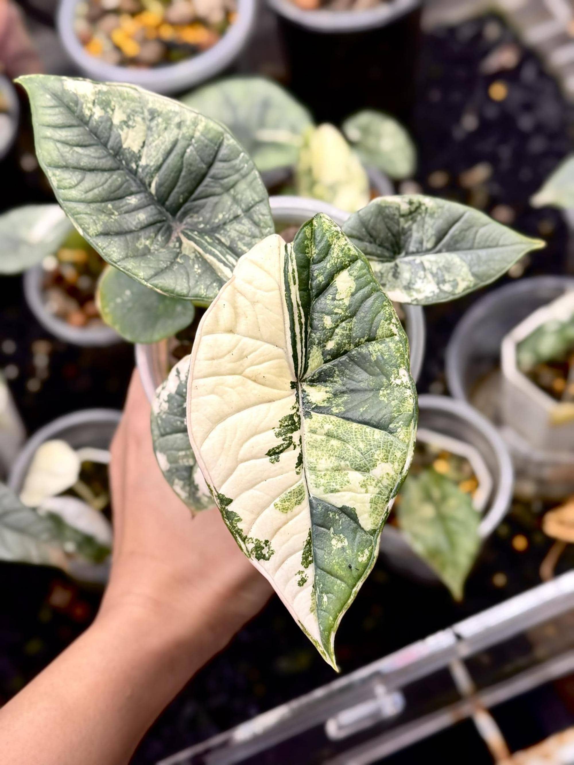 Alocasia regal shields - Etsy 日本