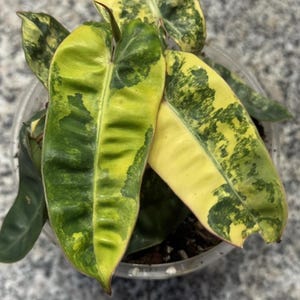 Pode incluir: Close-up de uma planta em vaso com folhas grandes em forma de coração. As folhas exibem uma vibrante mistura de variegata verde e amarela. A planta está em um vaso de plástico transparente, mostrando o solo e as raízes.