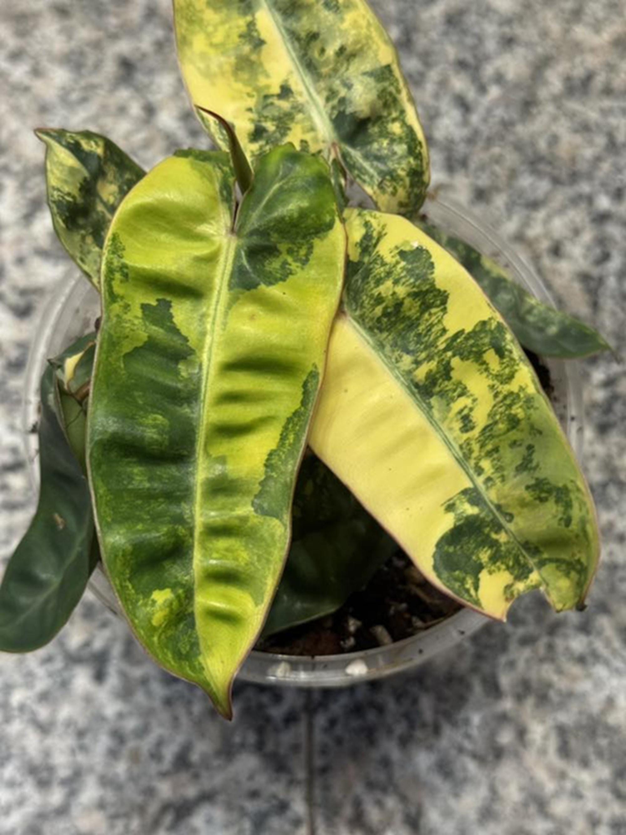 Anthurium variegated - Etsy 日本