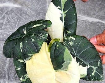 Alocasia Maharani Albo Variegated Rare Planting Corms  Indoor Outdoor Gardening