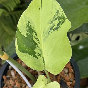 Monstera Light Lime Variegated One Leaf Rooted Node Cutting Indoor Outdoor Rare Plant