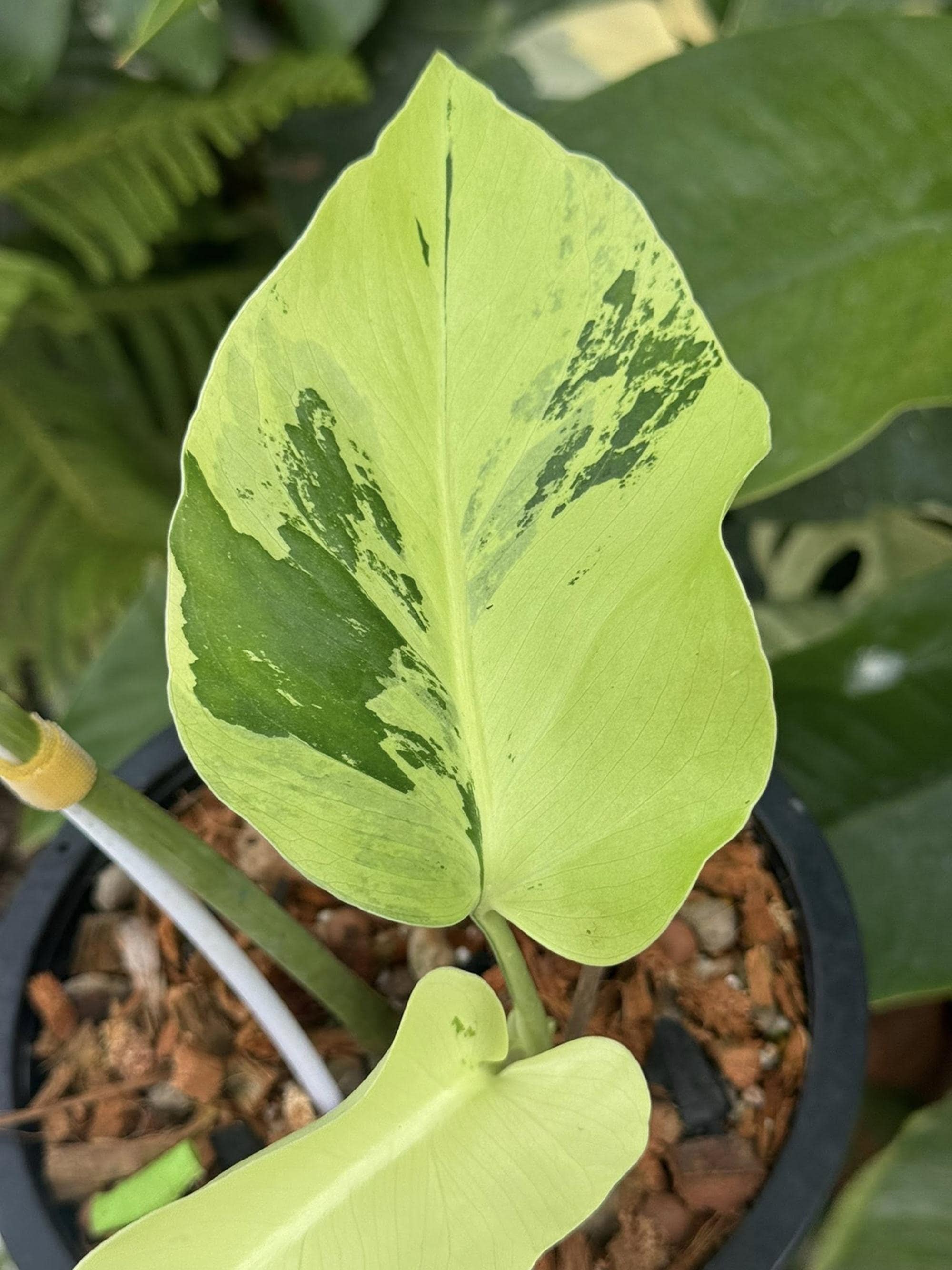 Monstera siltepecana variegated - Etsy 日本