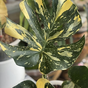 Monstera Deliciosa Ivory Variegated One Leaf Rooted Node Cutting Indoor Outdoor Rare Plant