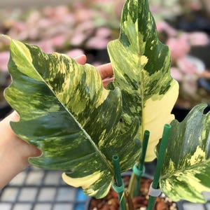 Caramel marble philodendron - Etsy 日本