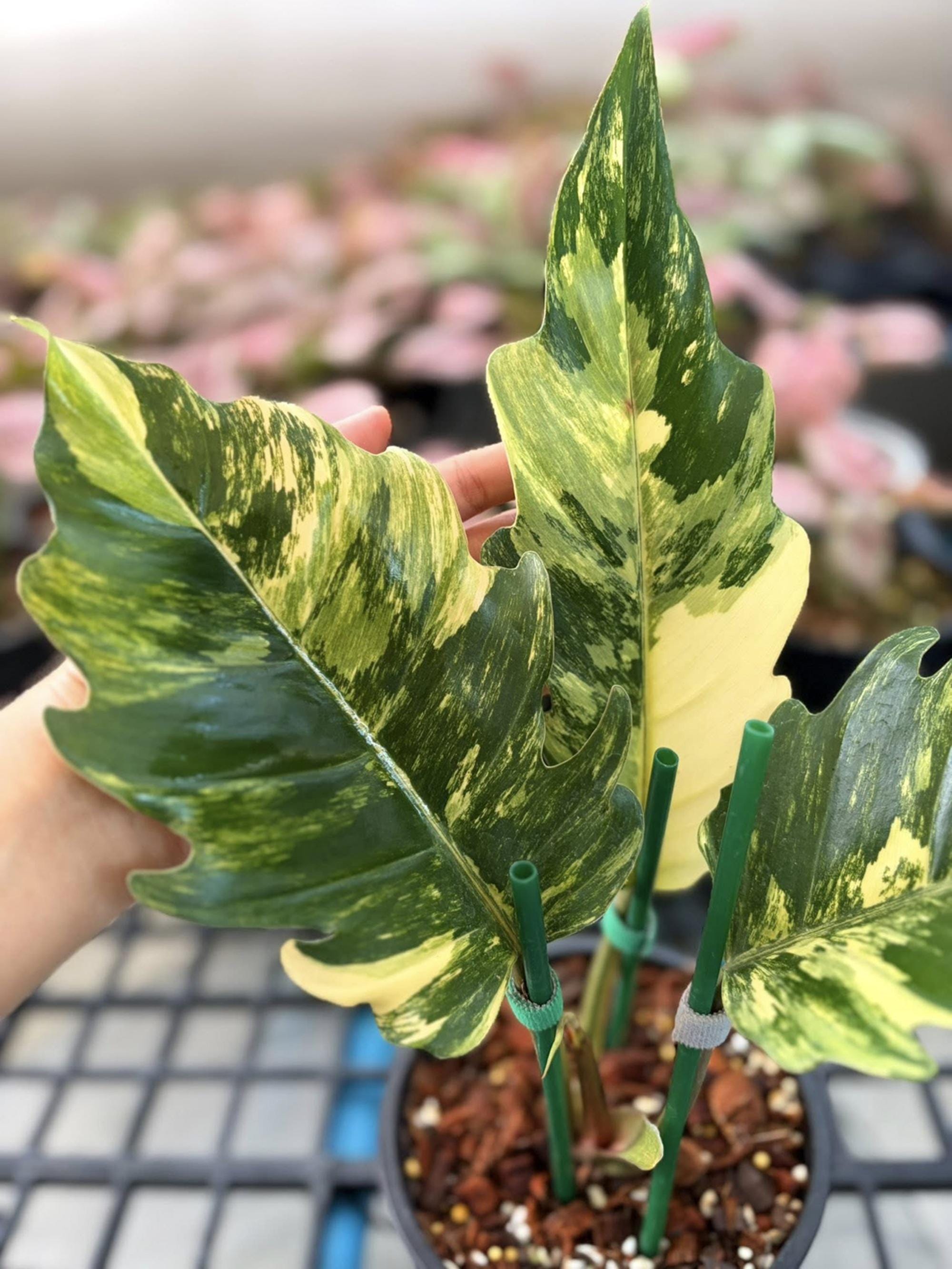 Caramel marble philodendron - Etsy 日本