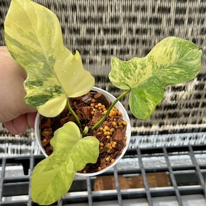 Pode incluir: Uma planta em vaso com folhas grandes e variegadas em tons de verde e amarelo. A planta está num vaso branco cheio de terra e pequenos grânulos castanho-alaranjados. As folhas têm uma forma e textura únicas.