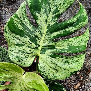 May include: Close-up of a variegated Monstera leaf, showcasing a vibrant mix of green and creamy white patterns. The large leaf has fenestrations and a prominent central vein. The background is a bed of small, dark pebbles, highlighting the plant's natural beauty.