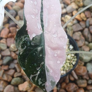 Alocasia chantrieri pink variegated - Etsy 日本
