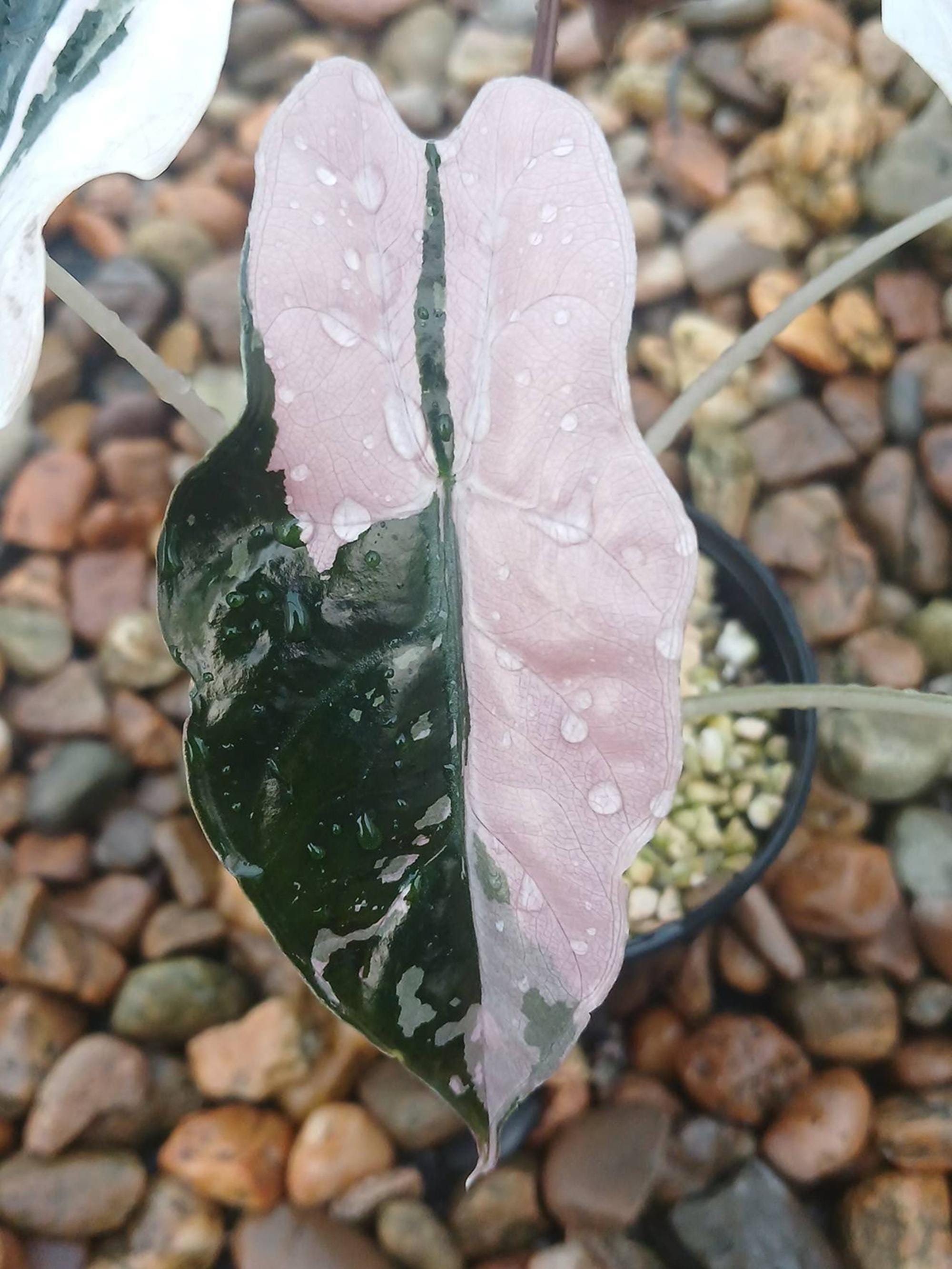 Alocasia chantrieri pink variegated - Etsy 日本