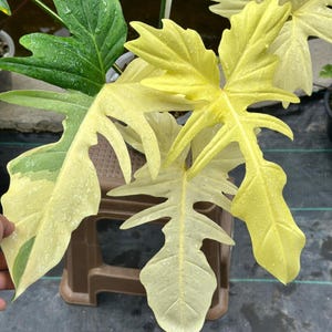 Filodendro Golden Dragon Variegado - Estacas Enraizadas com Nó - Planta Rara para Jardinagem