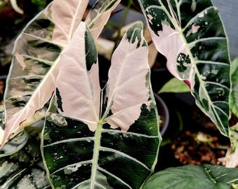 Alocasia Black Satun Pink Albo Variegated Pflanzknollen Seltene Pflanze Indoor Outdoor Gartenarbeit