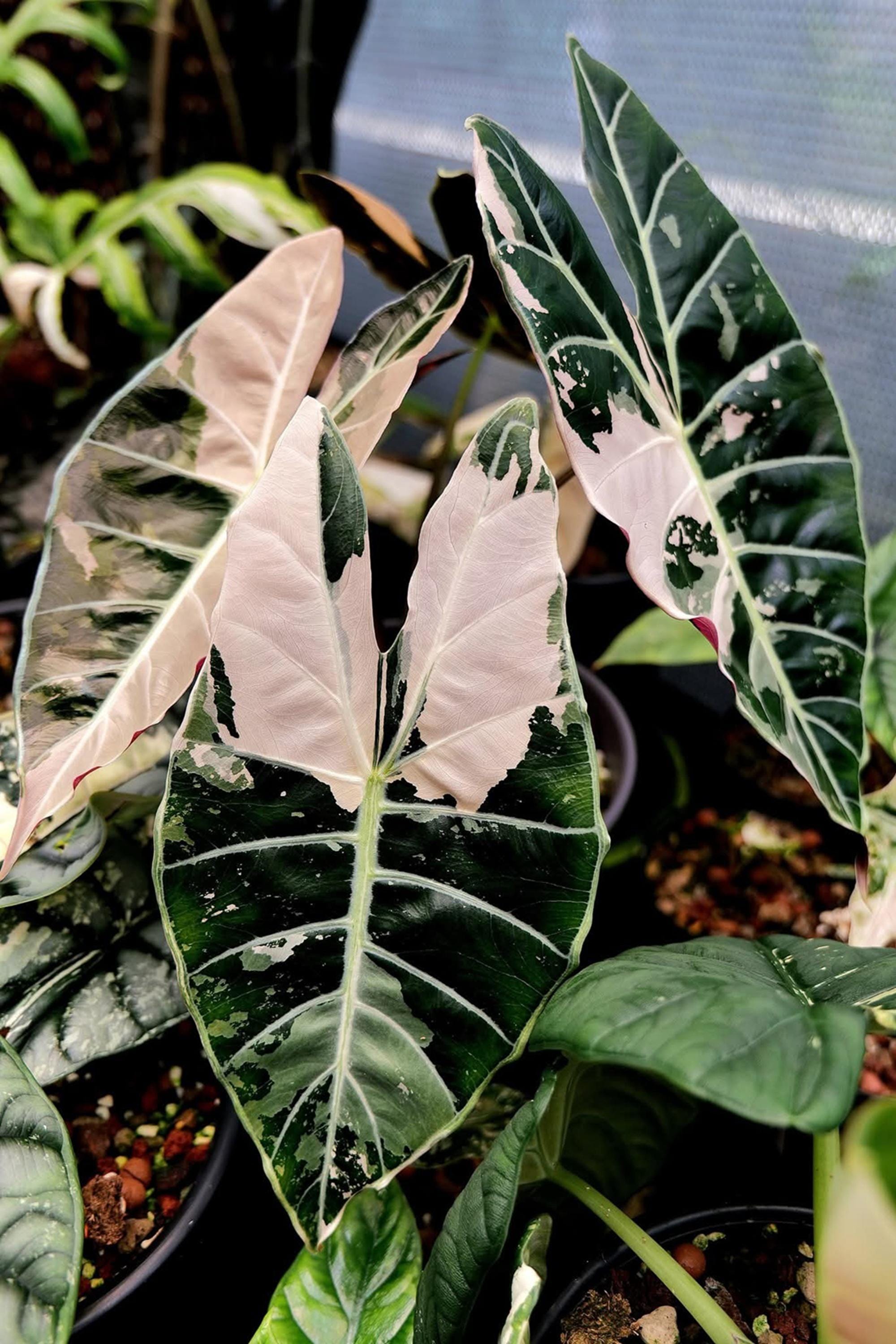 Variegated alocasia melo - Etsy 日本