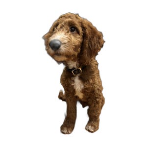 May include: A curly-haired brown dog with a white patch on its chest and a dark brown leather collar with a gold-toned buckle. The dog has floppy ears, a black nose, and dark eyes, looking slightly upward while sitting in a forward-facing pose.