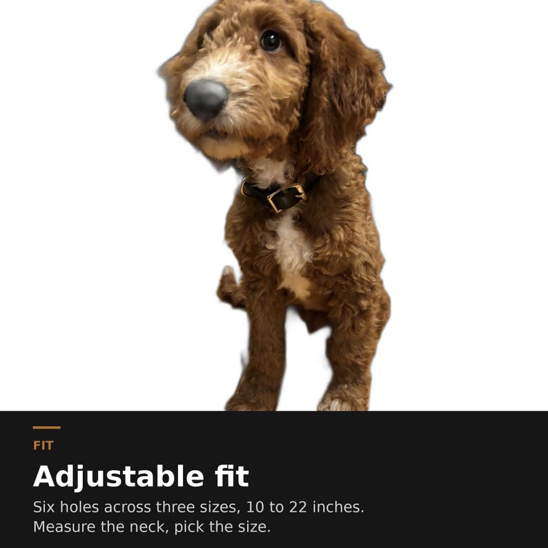 May include: A brown and white curly-haired dog wearing a black collar with a gold-tone buckle. The text below states: FIT Adjustable fit Six holes across three sizes, 10 to 22 inches. Measure the neck, pick the size.