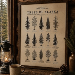 Trees of Alaska rolled poster | Botanical Tree Print, Field Guide Wall Art
