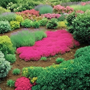 15,000 schleichende Thymianpflanzen, winterharte rote Bodenbedeckung, trockenheitsresistent, wartungsarme Landschaftsgestaltung