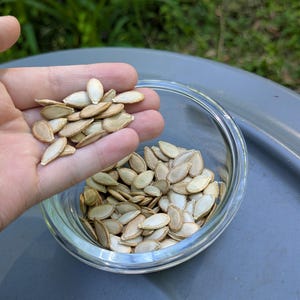 Larger-Fruited Seminole Pumpkin Seeds