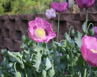 Semillas de Amapola Papaver Somniferum