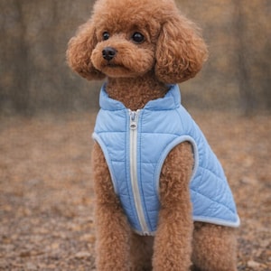 May include: A brown poodle wearing a light blue quilted vest with a white zipper. The dog is sitting on a bed of small rocks and pebbles. The background is blurred, with a mix of brown and green tones.