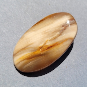Versteinertes Holz fossiler Cabochon