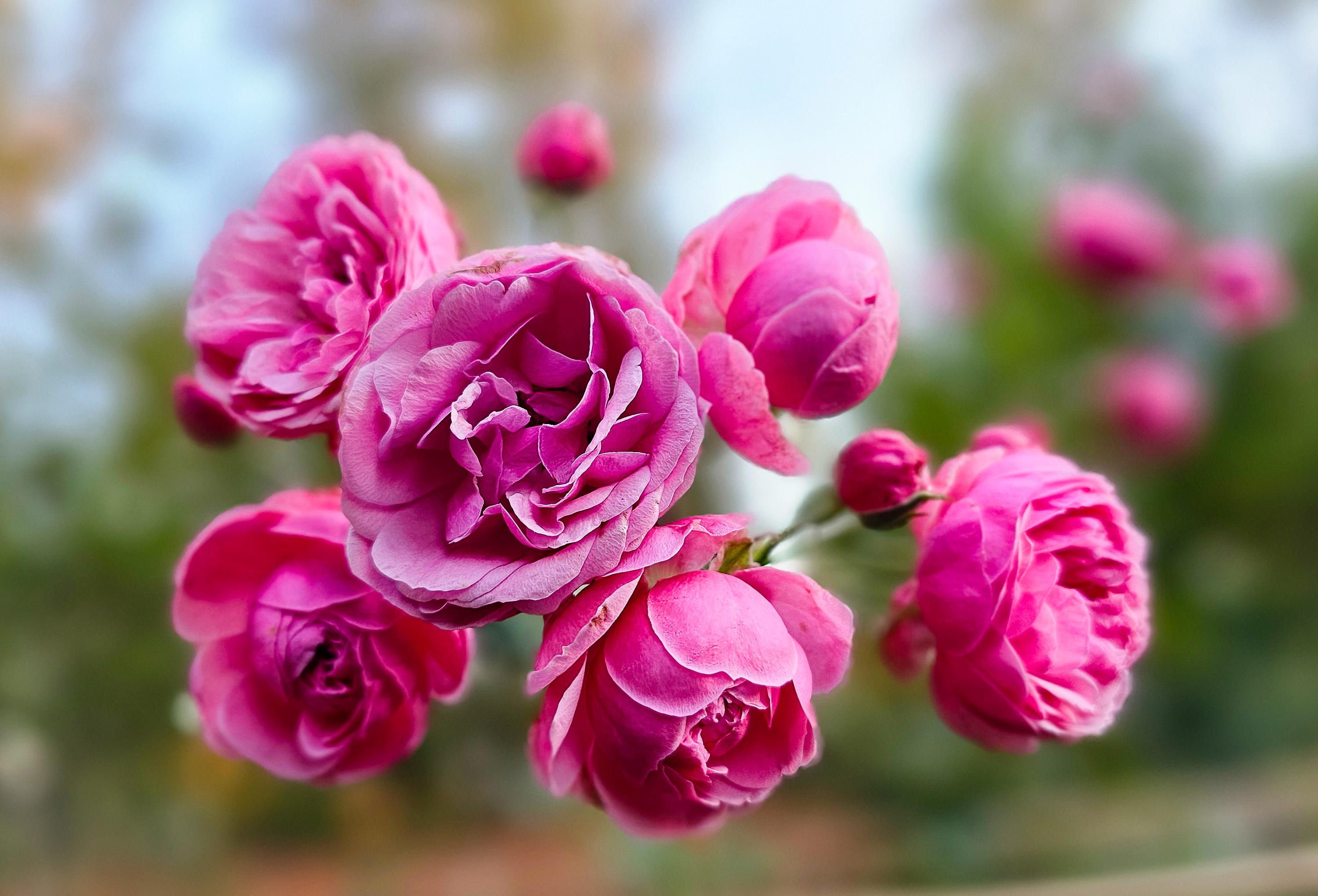Pomponella rose - Etsy 日本
