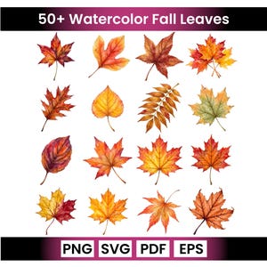 Op de afbeelding: Een collectie van 50+ aquarel herfstbladeren in diverse vormen en maten, met tinten rood, oranje, geel en groen. De tekst 50+ Watercolor Fall Leaves staat bovenaan en PNG, SVG, PDF, EPS staat onderaan de afbeelding.